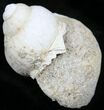 Fossil Gastropod - Madagascar #25543-1